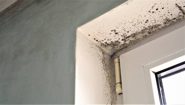 Best Mold Damage Restoration  in Dollar Bay, MI