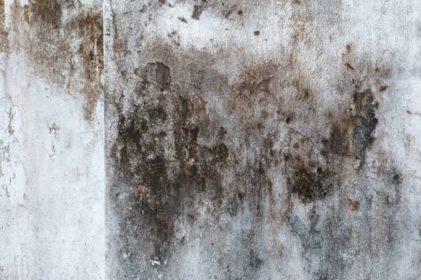 Best Black Mold Removal  in Dollar Bay, MI