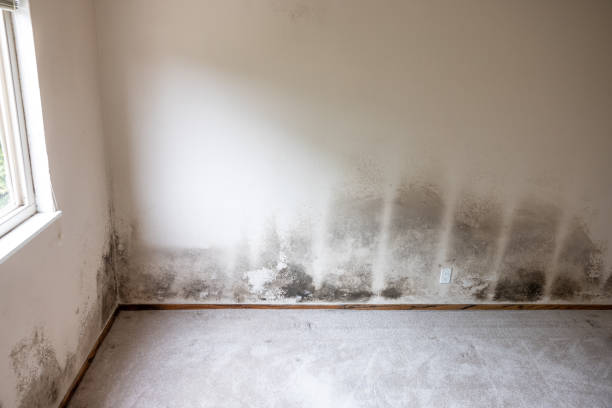 Forensic Mold Investigation in Dollar Bay, MI